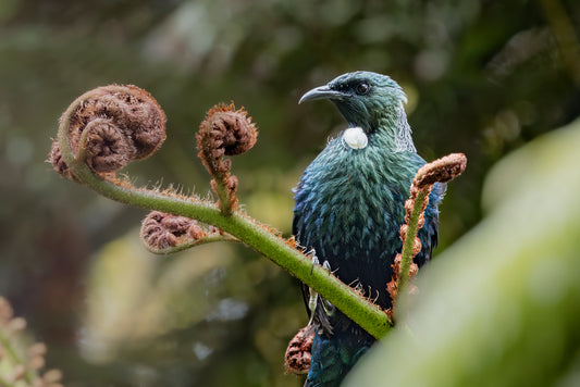 Tui watching on