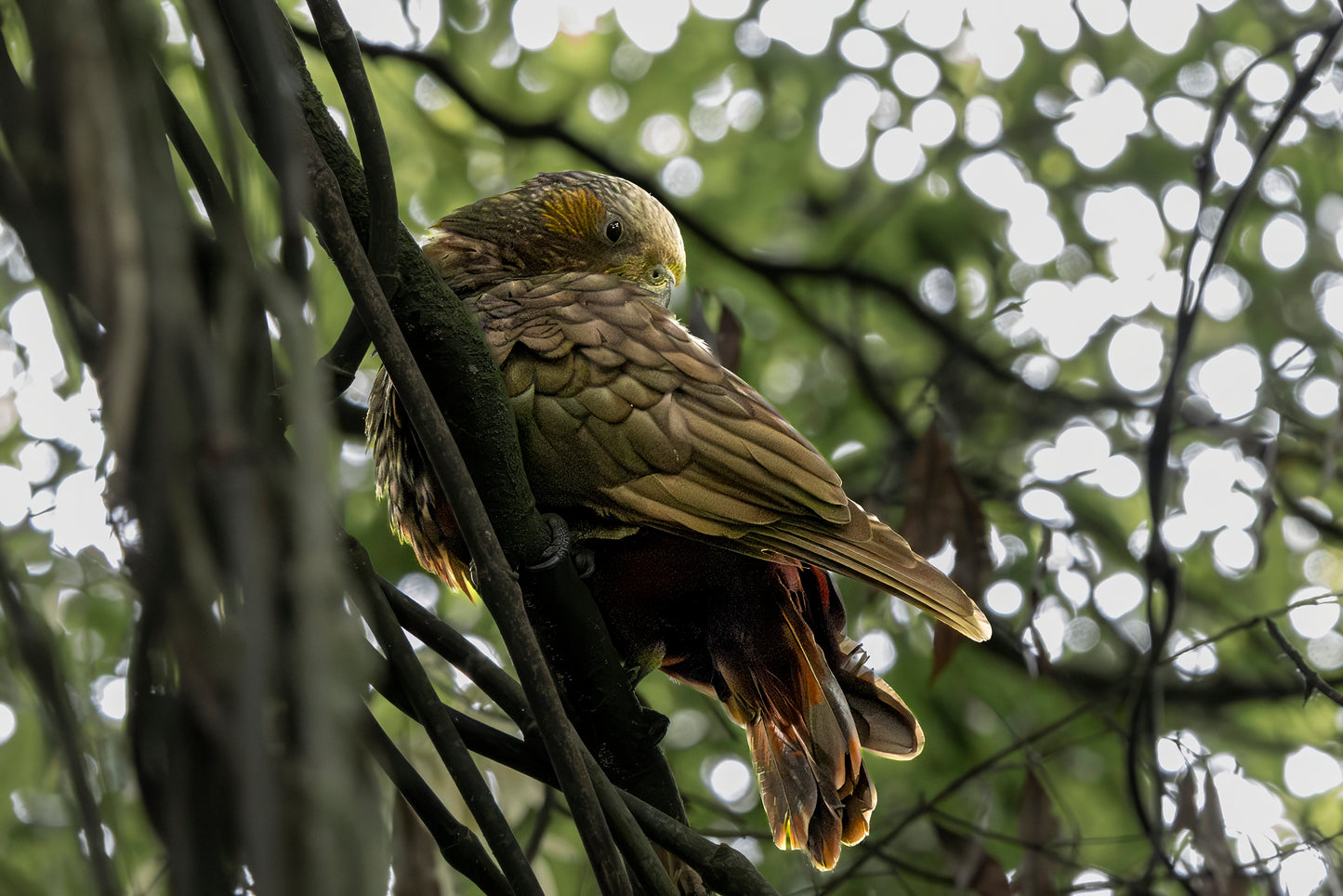 Kaka cleaning