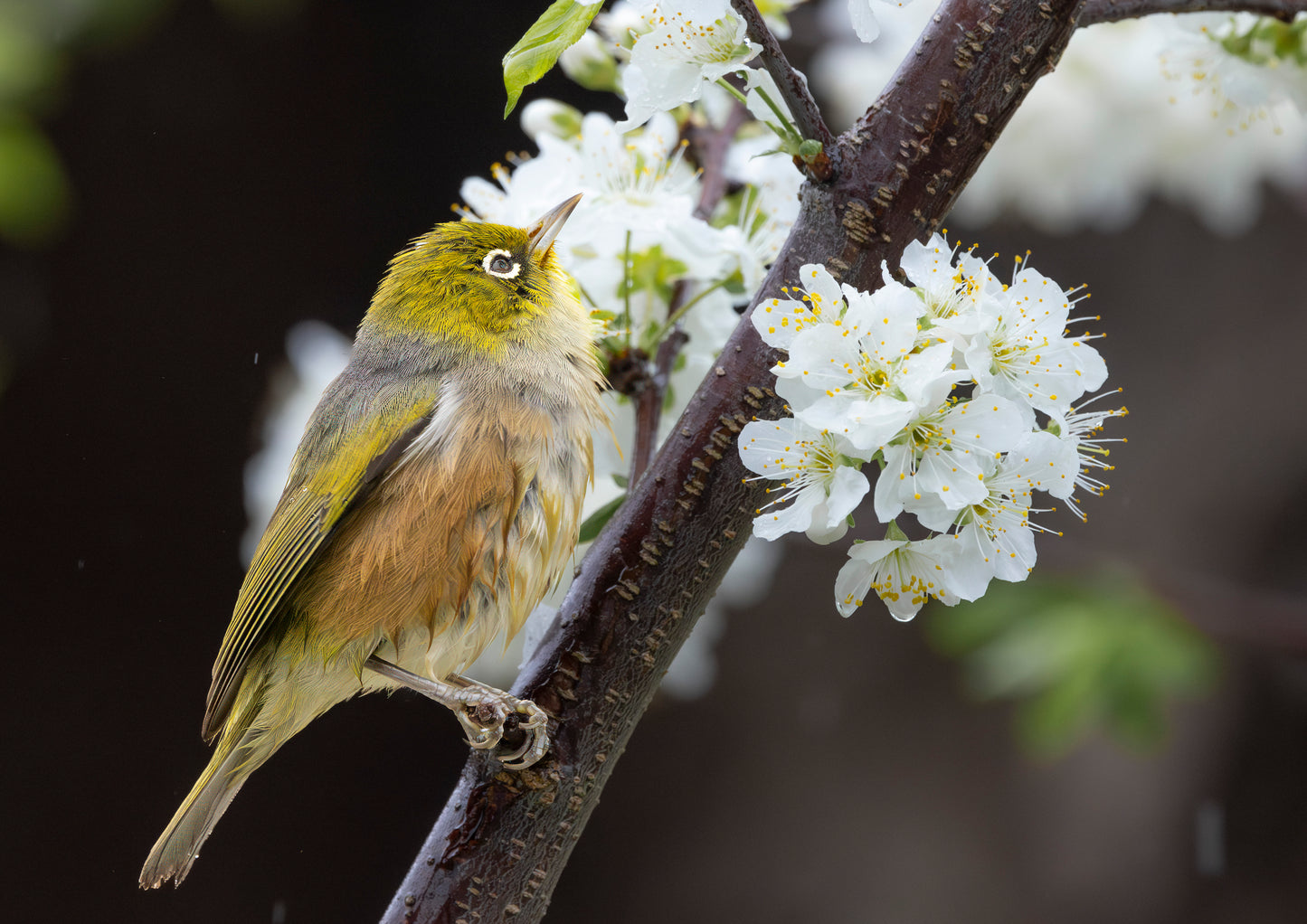 Wax Eye Plumb Tree