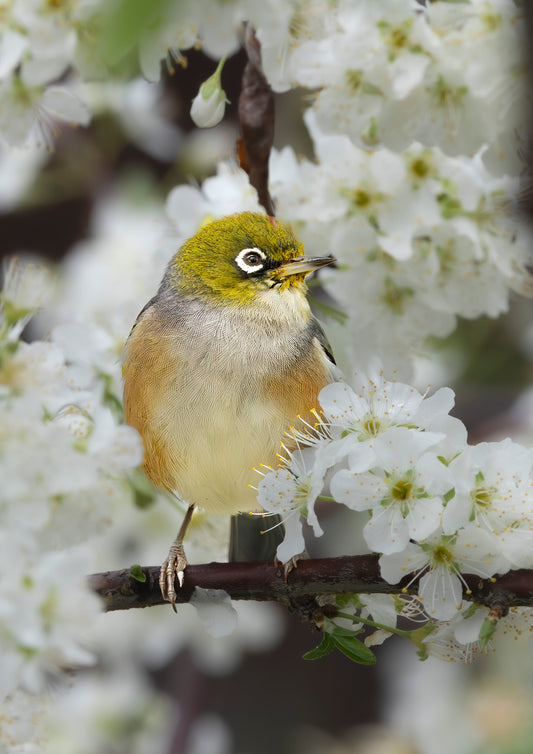 Wax Eye Plumb Tree