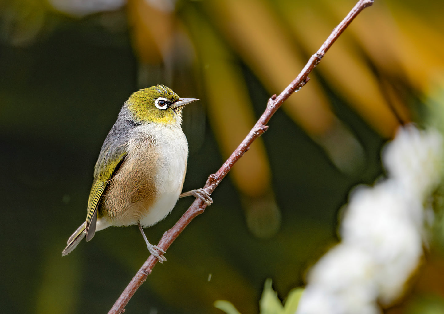 Wax Eye Rainy Day