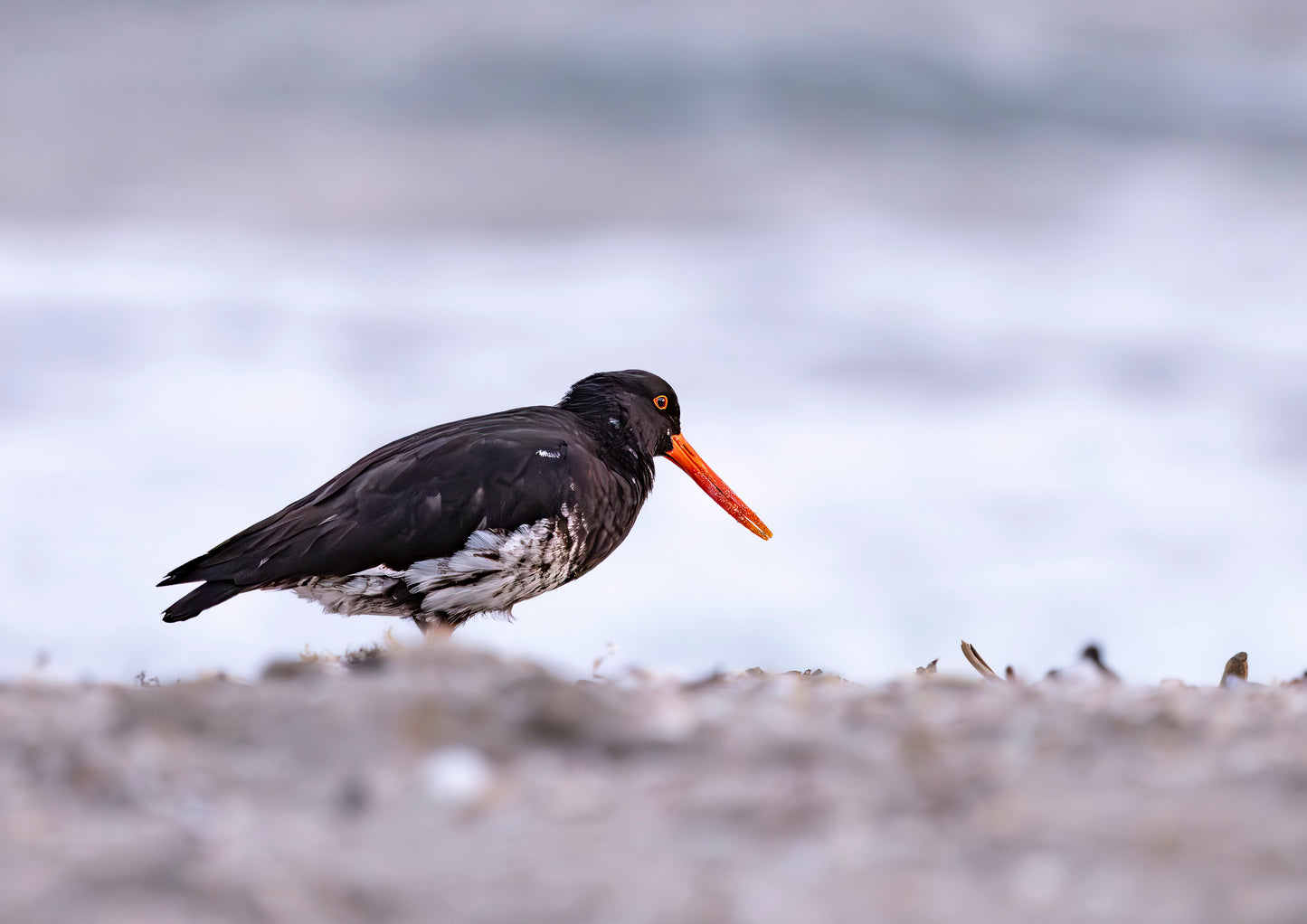 Oystercatcher Morning Stroll