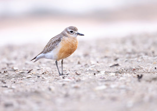 Dotterel Morning Stroll