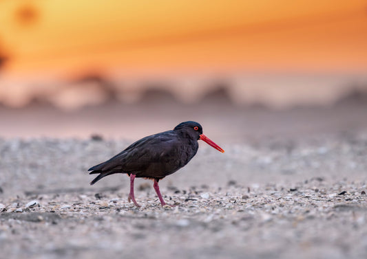 Oystercatcher Sunrise