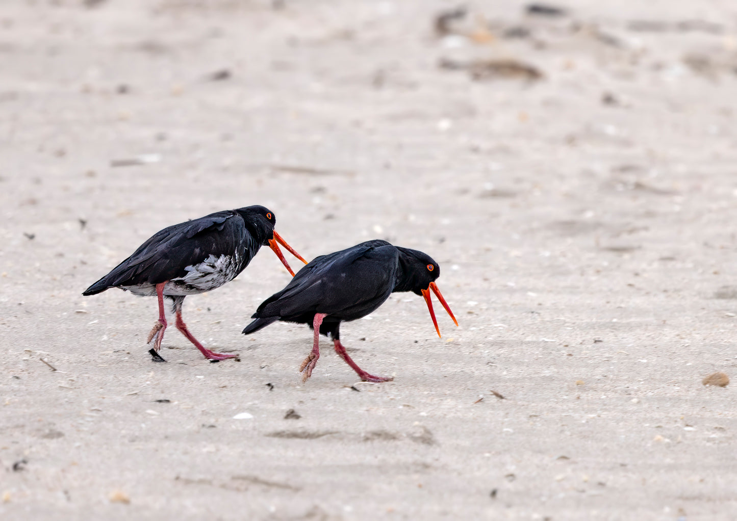 Oystercatcher Pair