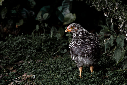 Baby Chicken