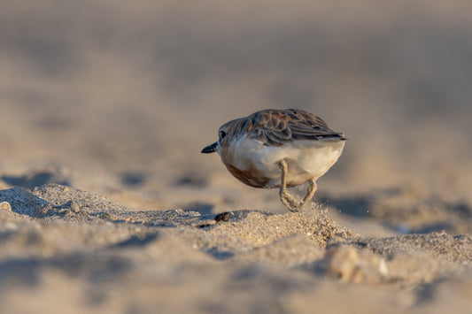 Dotterel on a mission