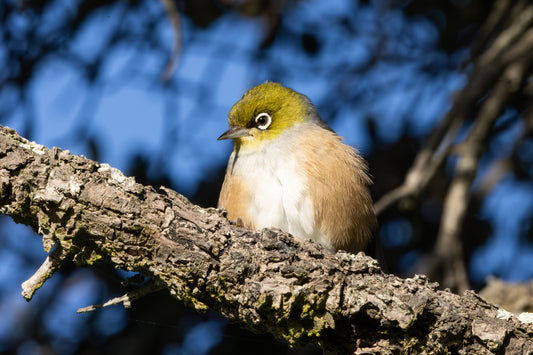 Wax Eye