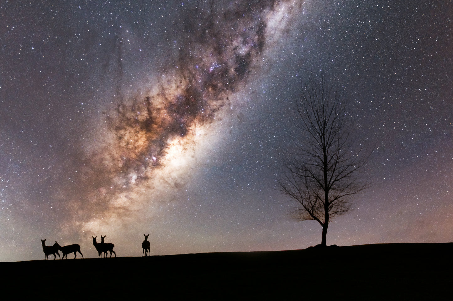 Deer Silhouette