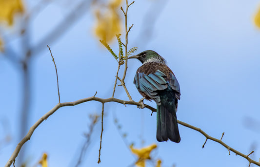 Tui