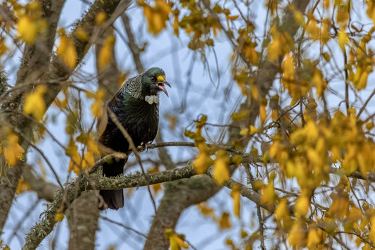 Tui Singing