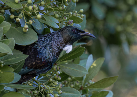 Tui