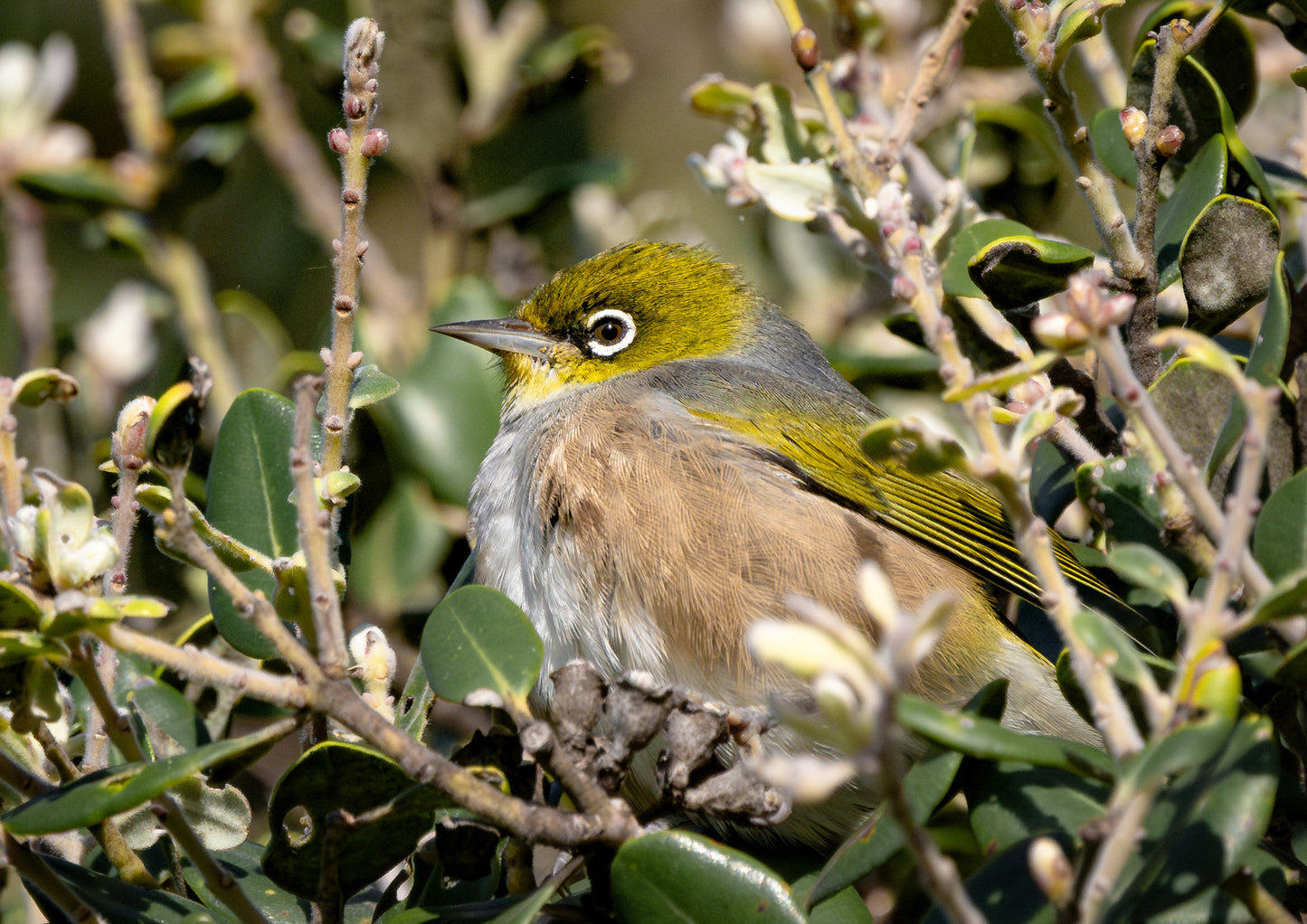 Wax Eye