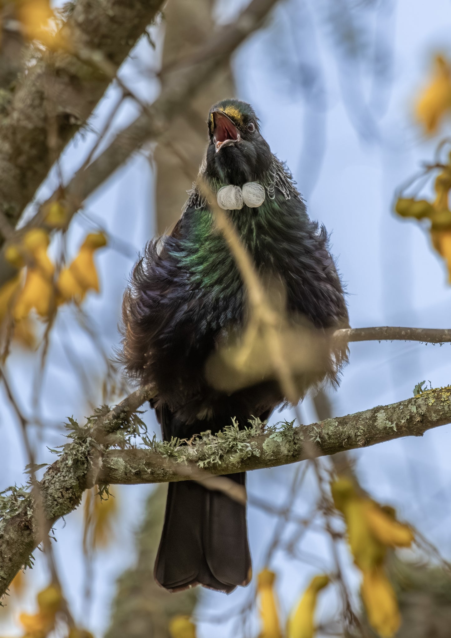 Tui