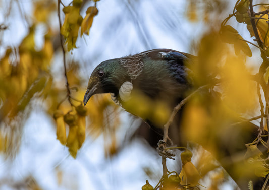 Tui