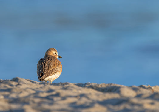 Dotterel