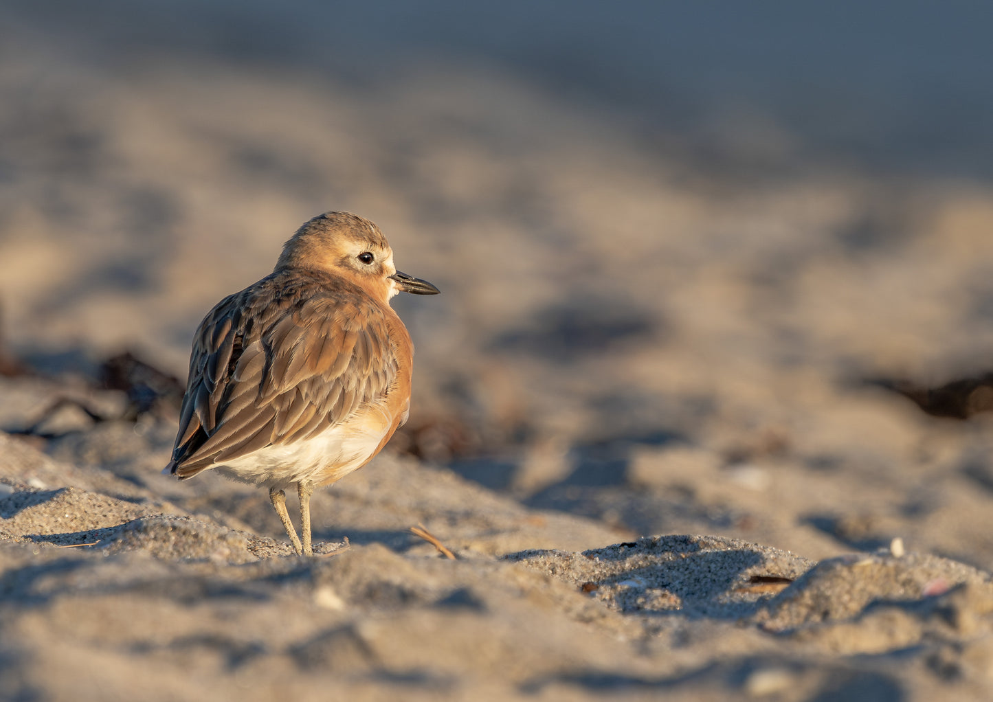 Early morning Dotterel